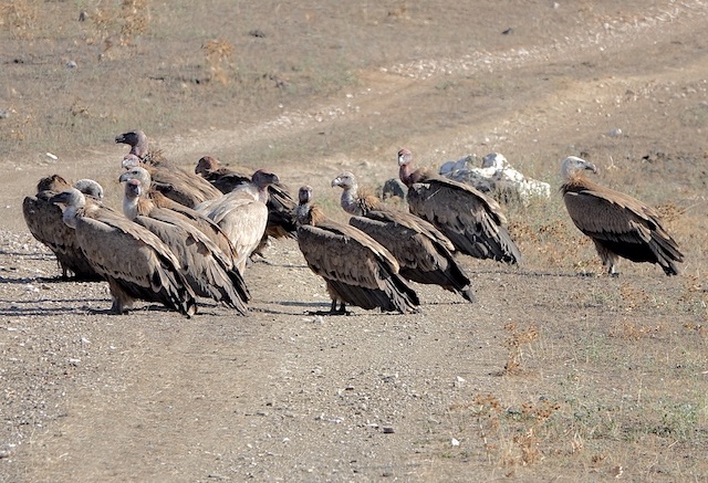 Griffon vulture